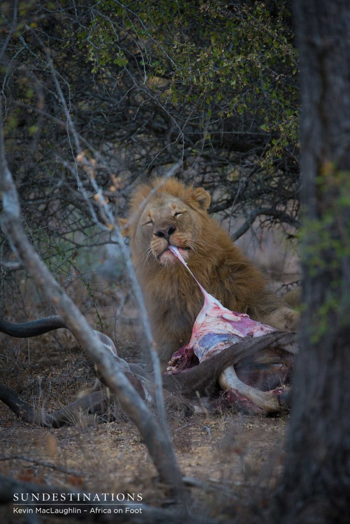 Mapoza male feeding on a kudu