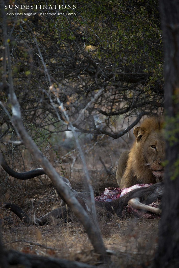 Mapoza male feeding on a kudu