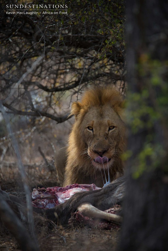 Mapoza male feeding on a kudu