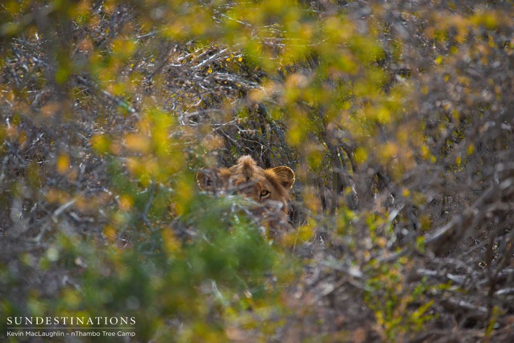 Mapoza male lion staring through the thicket