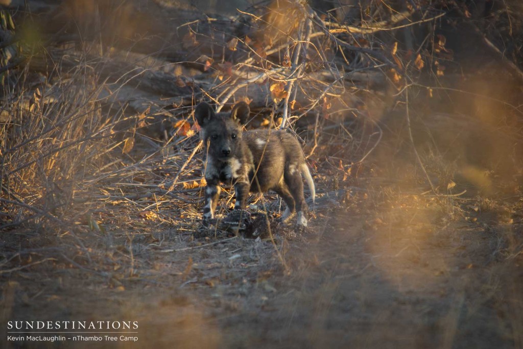 African wild dog pups running around outside the den in Klaserie