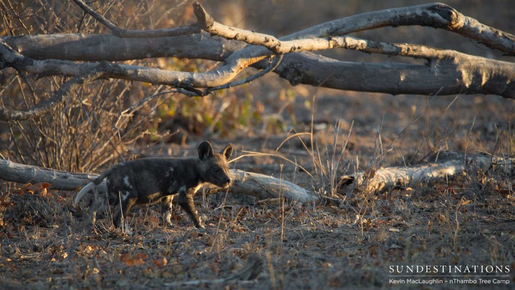 African wild dog pups running around outside the den in Klaserie