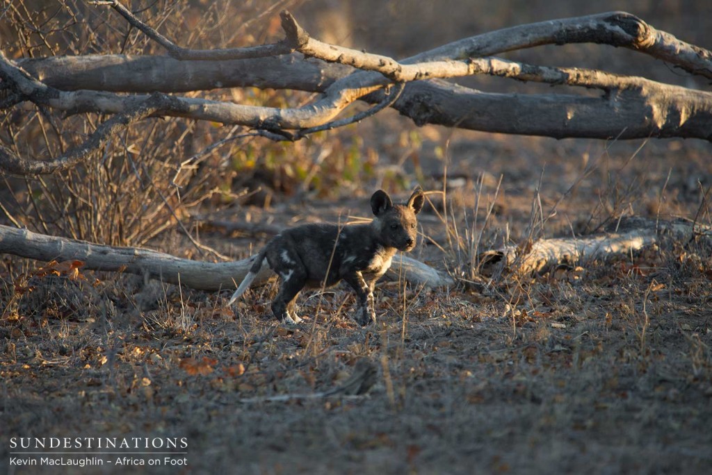 African wild dog pups running around outside the den in Klaserie