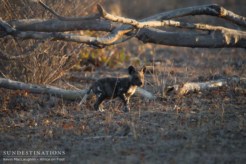 African wild dog pups running around outside the den in Klaserie