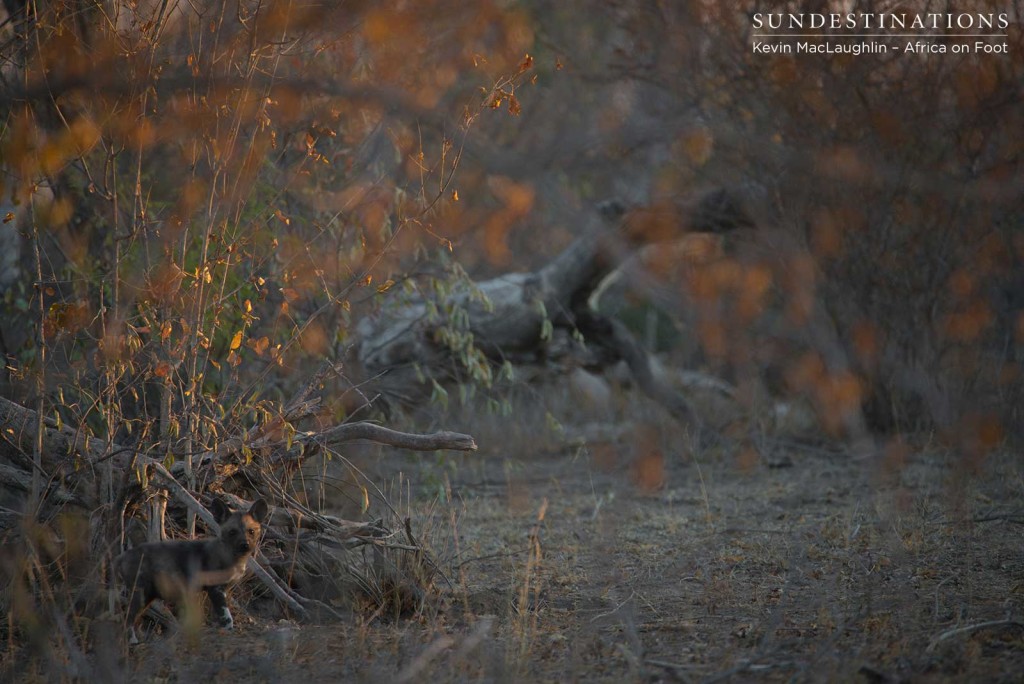 African wild dog pups running around outside the den in Klaserie