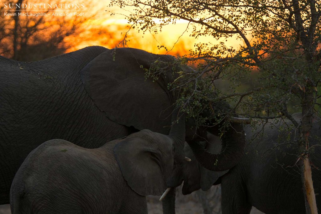 Elephants feed on a knobthorn at sunrise