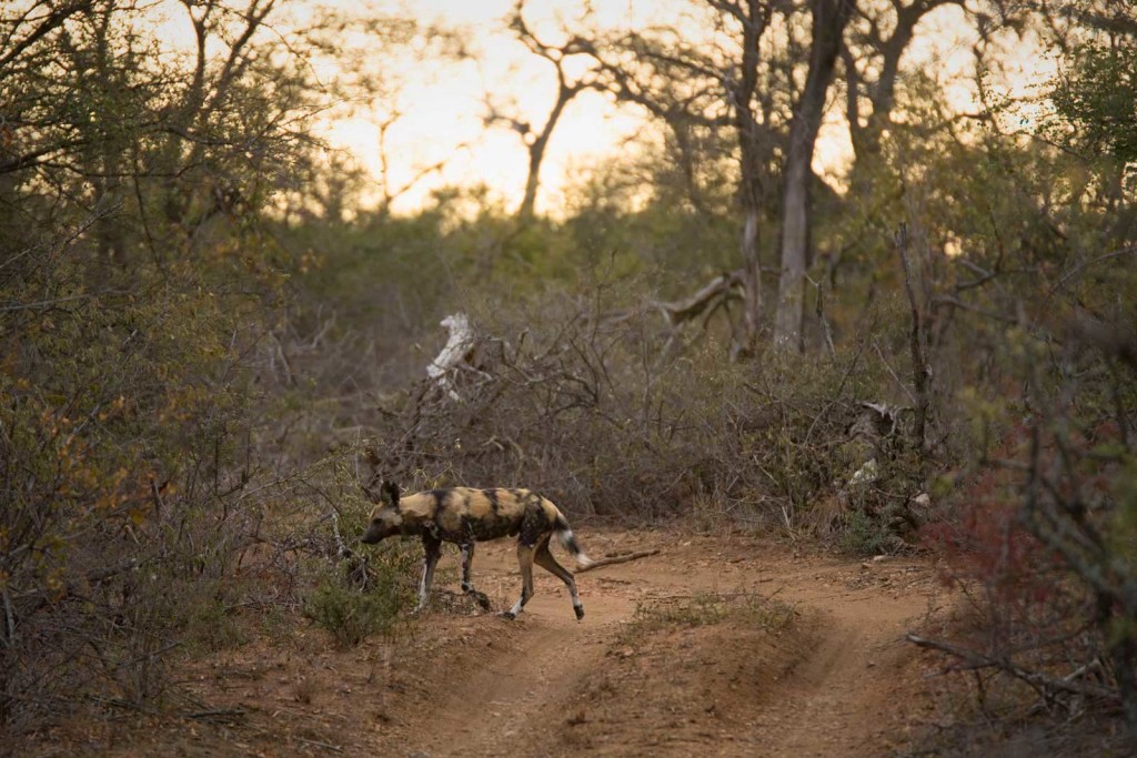 One dog arrives back from a hunt to feed the pups