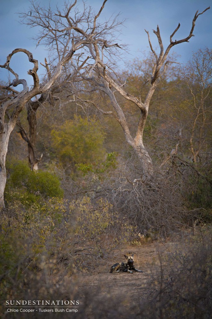 African wild dogs make a welcome appearance in the Tuskers concession in Botswana, offering breath-taking sighting of these endangered animals to guests on game drive