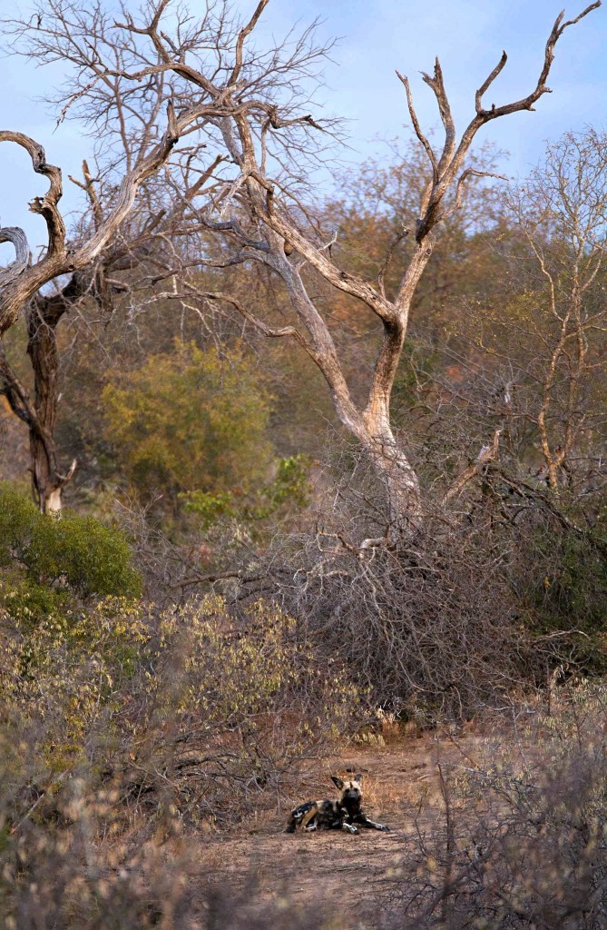 One dog relaxing near the den after returning to feed the pups