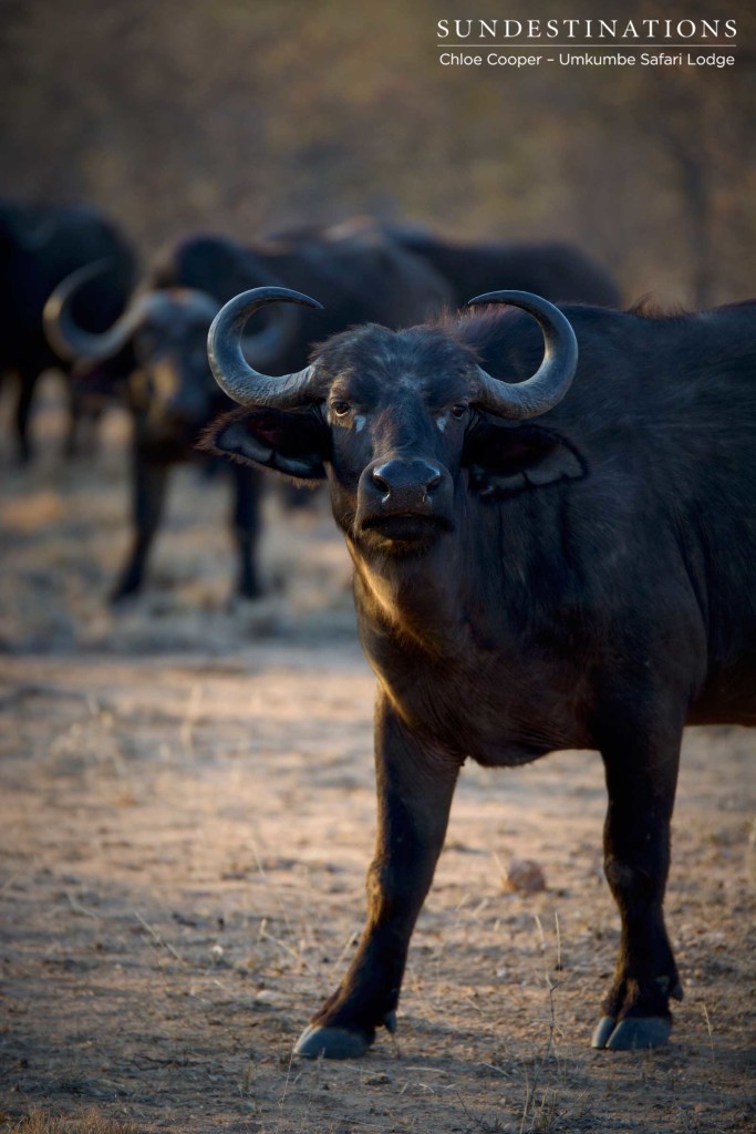 A herd of Africa's meanest mammal - the buffaloes know how to intimidate its enemies