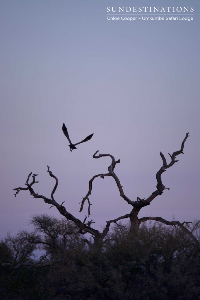 We have lift off... A white-backed vulture abandons its perch as the sunset begins to fade and the dusk skies darken into indigo