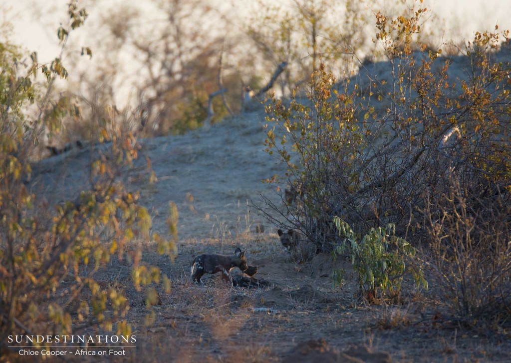 African wild dog pups running around outside the den in Klaserie