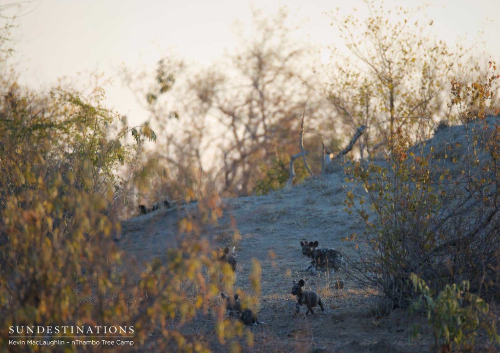 African wild dog pups running around outside the den in Klaserie