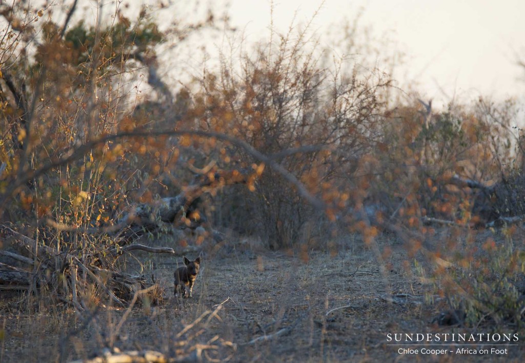 African wild dog pups running around outside the den in Klaserie