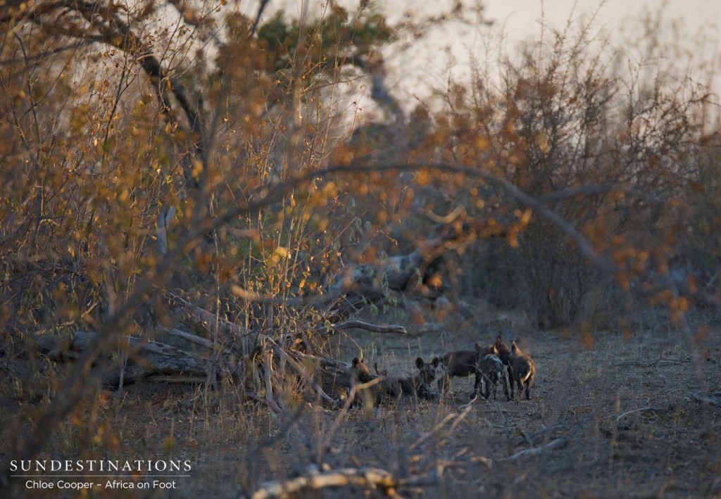 African wild dog pups running around outside the den in Klaserie