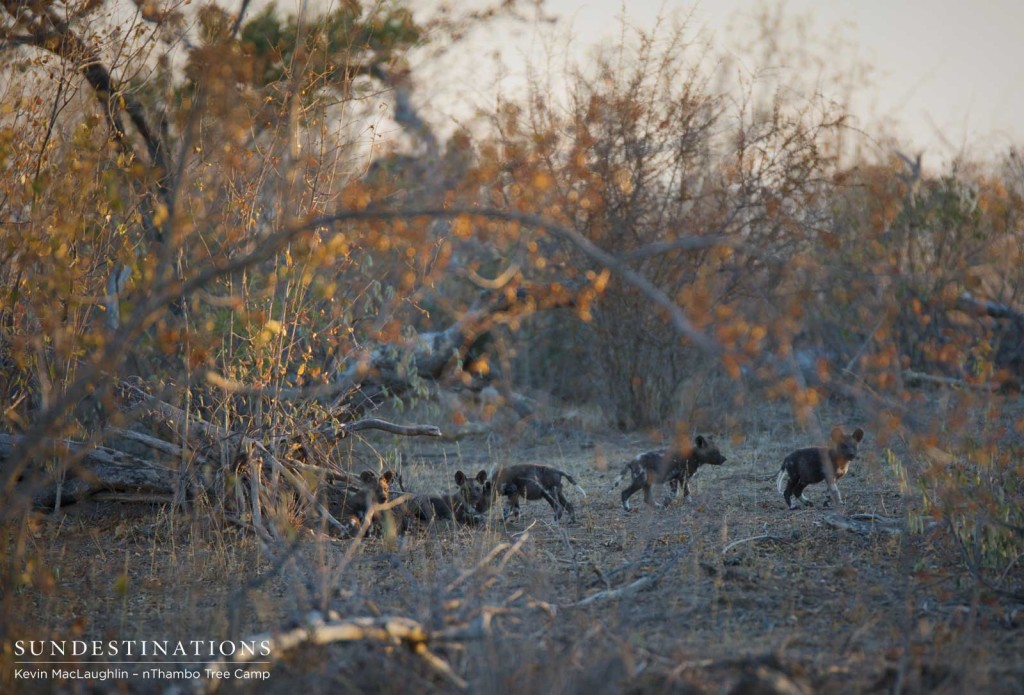 African wild dog pups running around outside the den in Klaserie