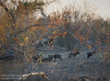 We’ve brought you the incredibly exciting news of the new wild dog den around town, and we’ve had brief glimpses of the young pups as they rush out of their hiding places to receive food from their adult pack members, but yesterday was the best of all! The 8 pups were seen gallivanting playfully and […]