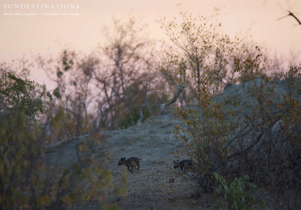 African wild dog pups running around outside the den in Klaserie