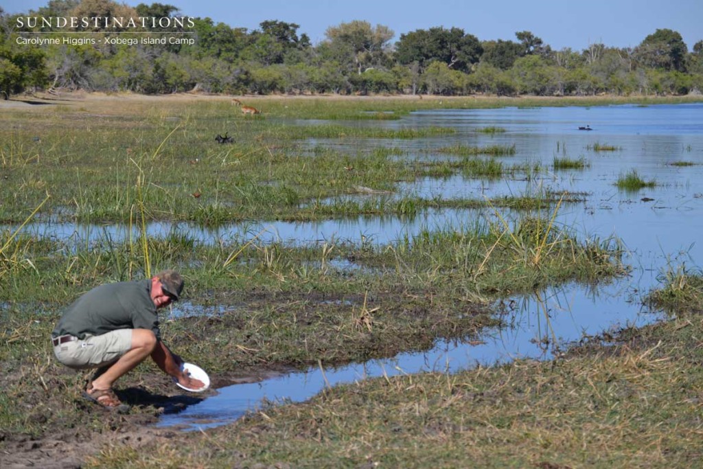 Doing Dishes in the Okavango Delta