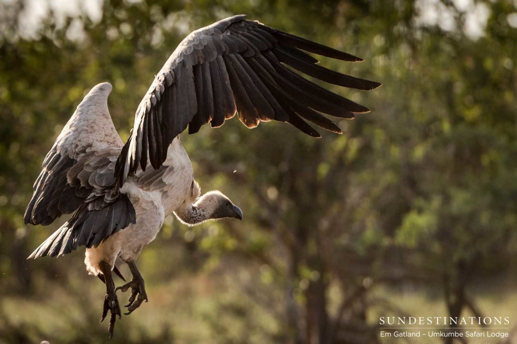 A white-backed vulture closes in on an abandoned kill