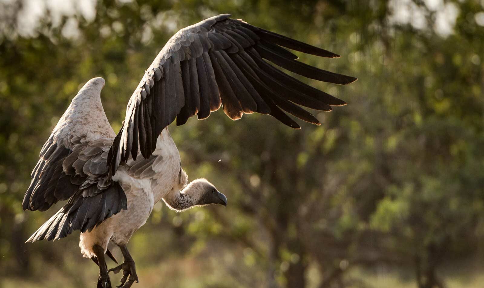 A white-backed vulture closes in on an abandoned kill