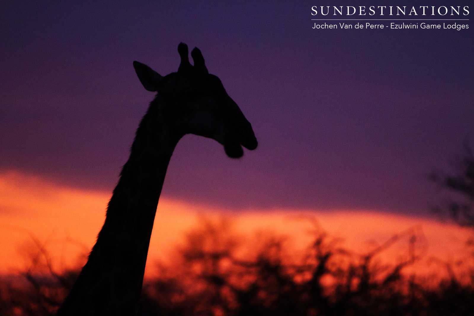 Ezulwini Giraffe Sunset