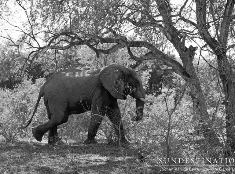 Ezulwini’s Hidden Trail Camera Films Curious Wildlife