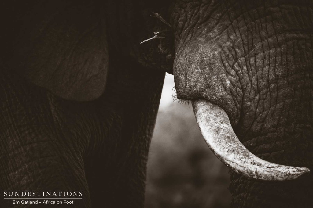 An elephant's tusk
