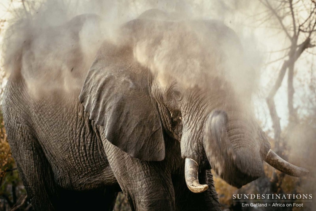 Dust bath in action