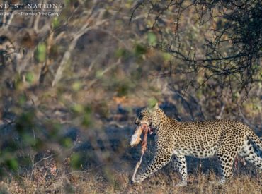 Temperatures are at an annual low at this time of year, as winter fastens its grip in Southern Africa. The Kruger Lowveld has taken a knock with the drought that has left many dams prematurely dry, and inhibited the growth of grasses needed to feed the grazing wildlife community. Still, nature always has a way. […]