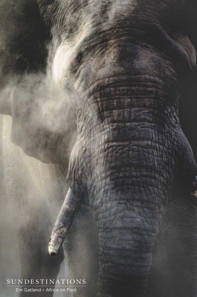 Elephant dust bath