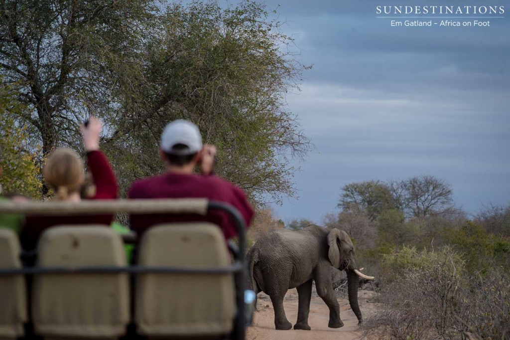 Watching elephants cross the road