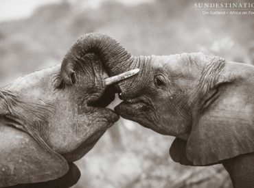 They are the world’s largest land mammals, they are descendants of mammoths, they are the rightful owners of ivory. Elephants have captured the hearts of animal-lovers around the world. They have, unfortunately, been the spectacle of many a circus throughout history, and they have come back from the brink of extinction. These incredible creatures have been […]