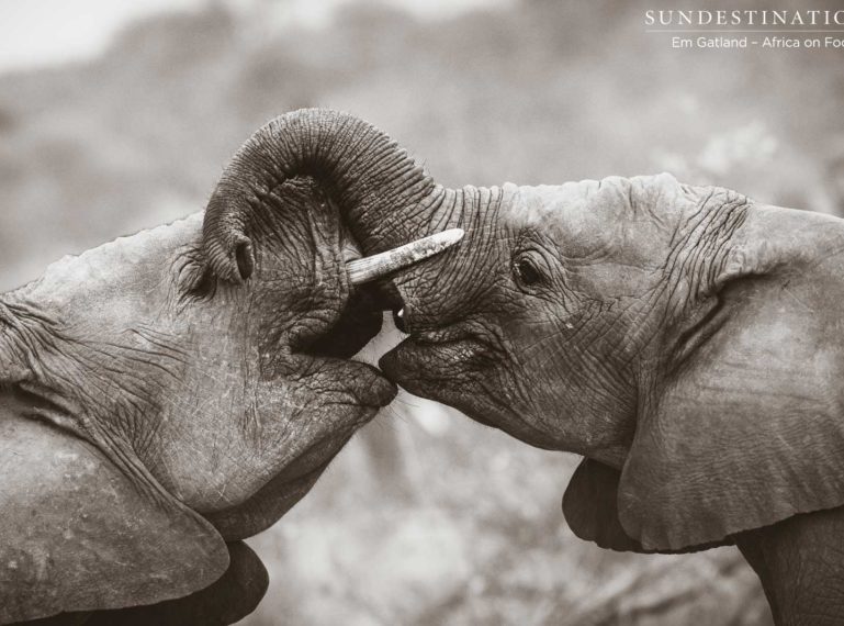 Celebrating Elephants at Africa on Foot