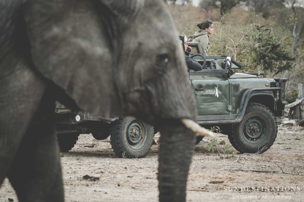 Surrounded by African giants