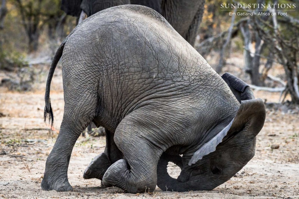 A baby elephant tumbles and frolics playfully