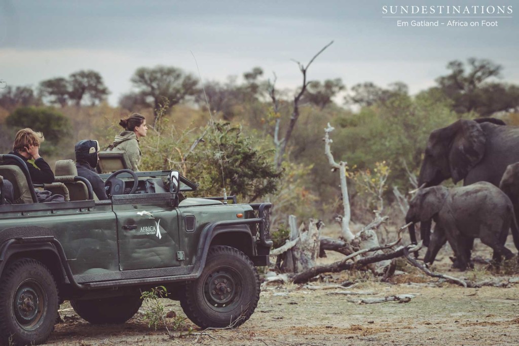 Admiring a breeding herd of elephants