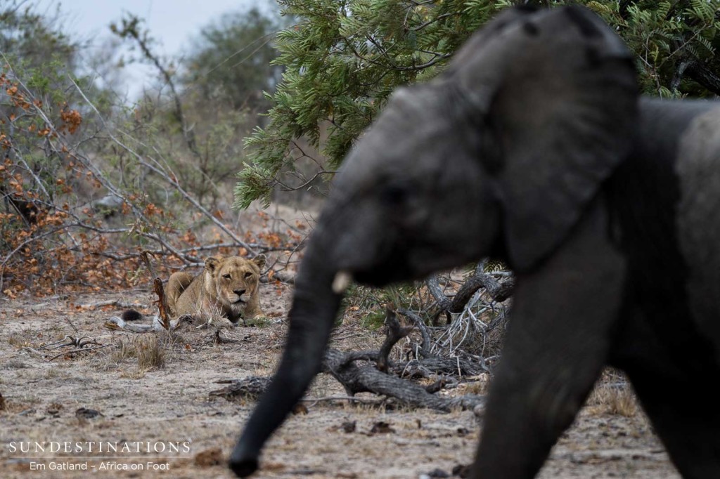 One of the Ross Breakaway lionesses watching carefully as a herd of elephants moves passed her resting spot