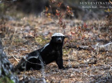 The notorious ratel species has the confidence of a lion, the personality the size of a giant pachyderm and the cuteness of a bunny rabbit. The honey badger is probably one of the most loved, misunderstood and revered little creature of the safari world. It’s built quite a name for itself online and videos of this […]