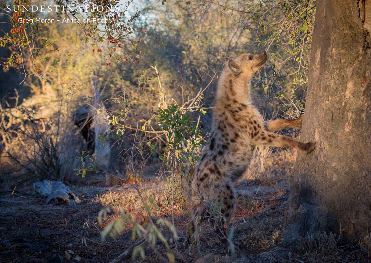 Hyena vs Leopard in Tree