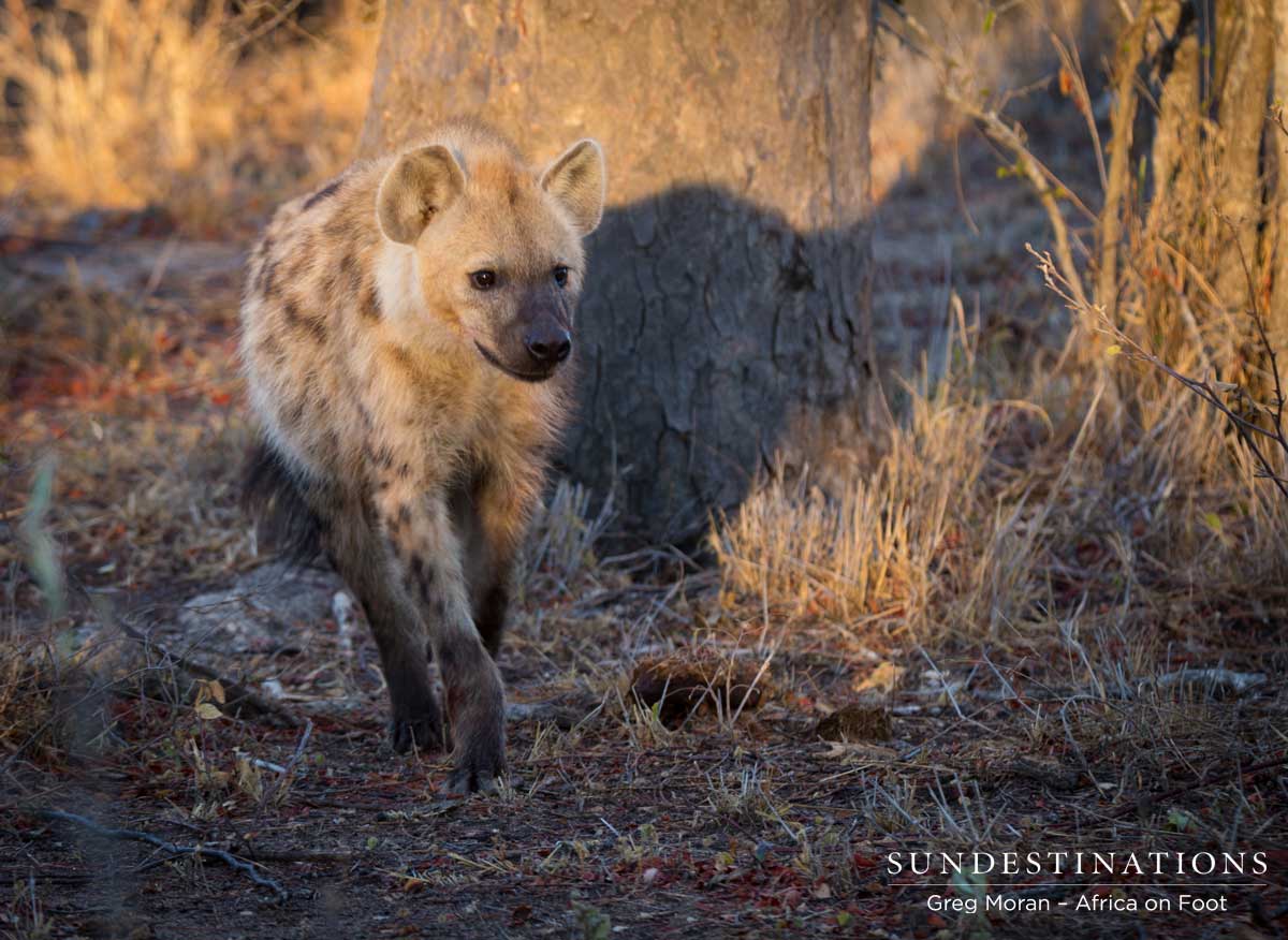 Hyena Confronts Leopard