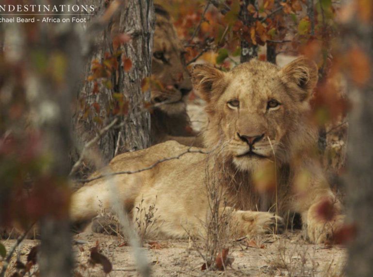 Hercules Pride Seen in the Rain at nThambo & Africa on Foot