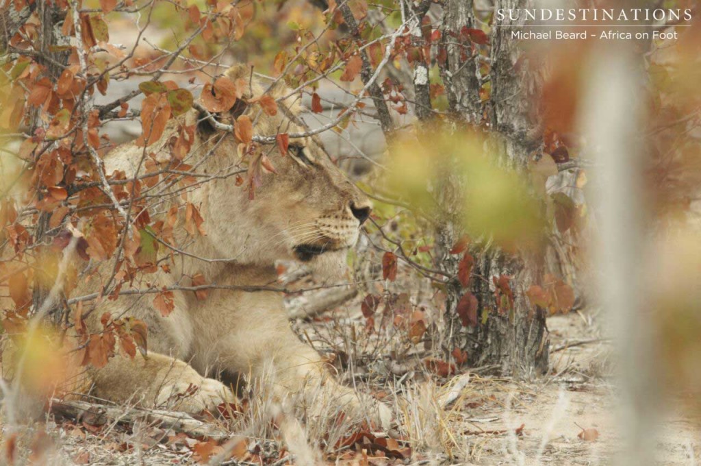 Hercules Pride lioness