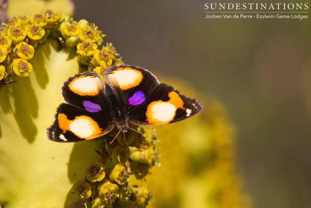 There's extraordinary beauty everywhere you look, and a yellow pansy butterfly is nothing less than eye-catching
