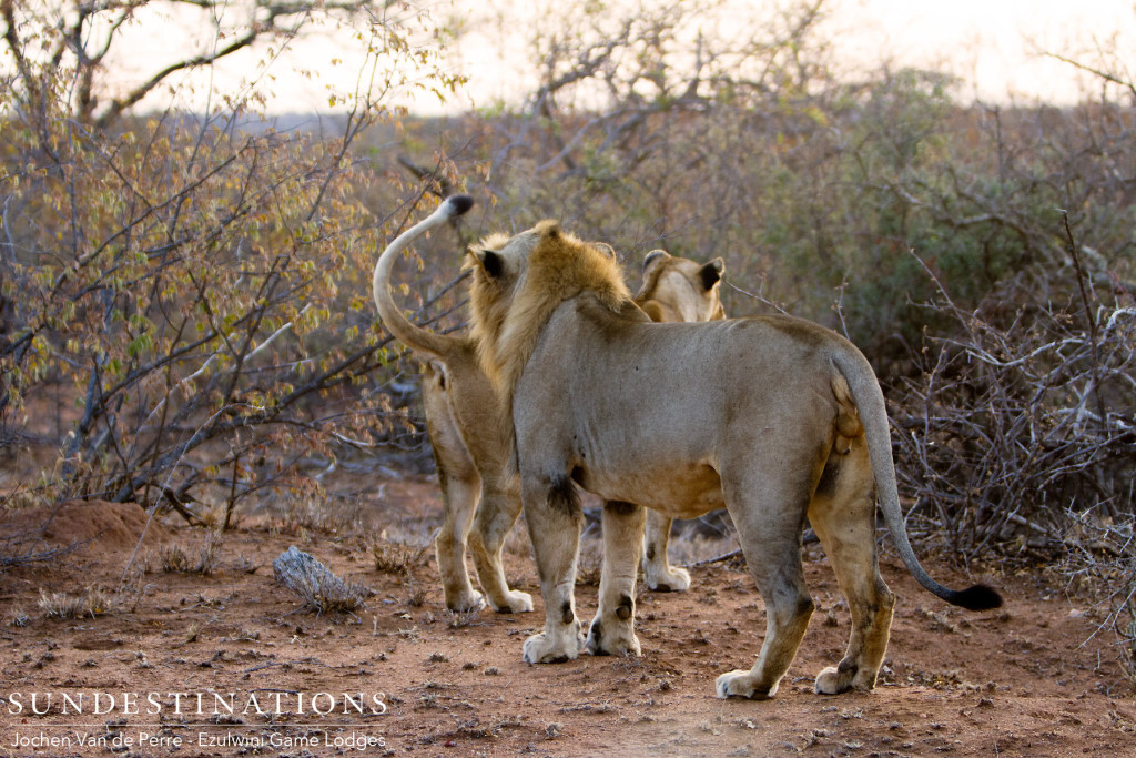 Singwe Pride mating pair