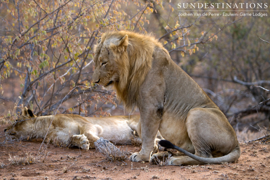 Singwe Pride mating pair