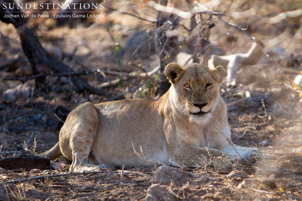 A lioness bears the scars of what appears to be a fighting injury - her left eye and ear are damaged, giving her an appropriately eerie look