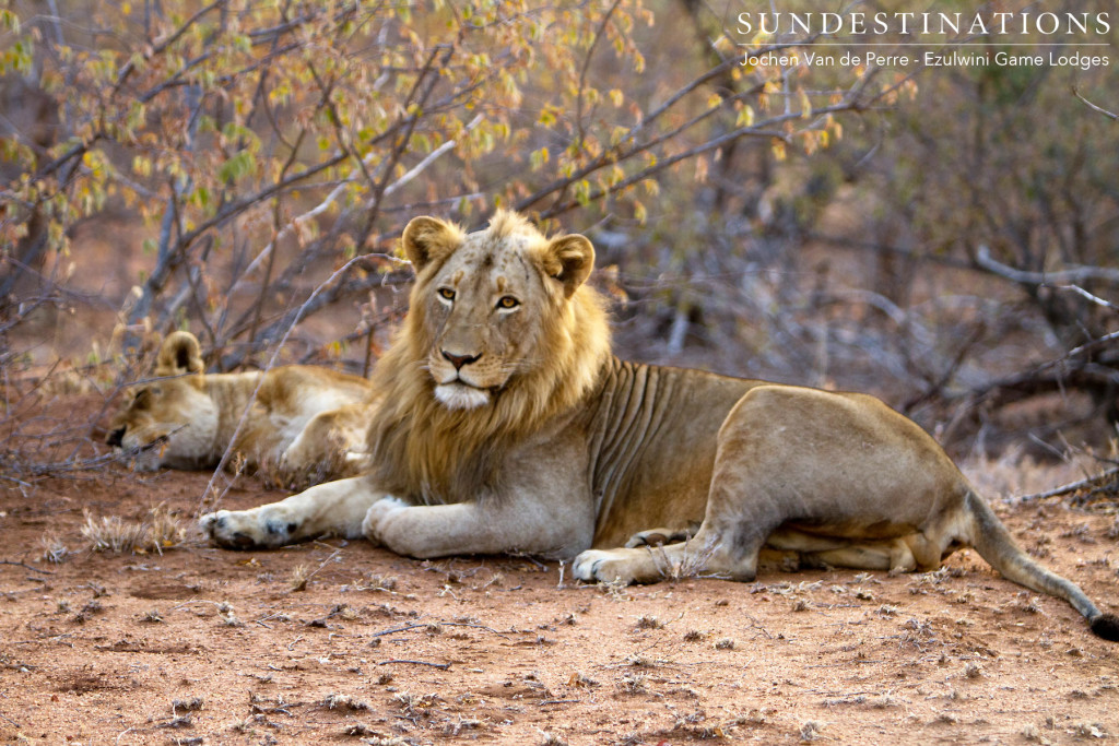 Singwe Pride mating pair