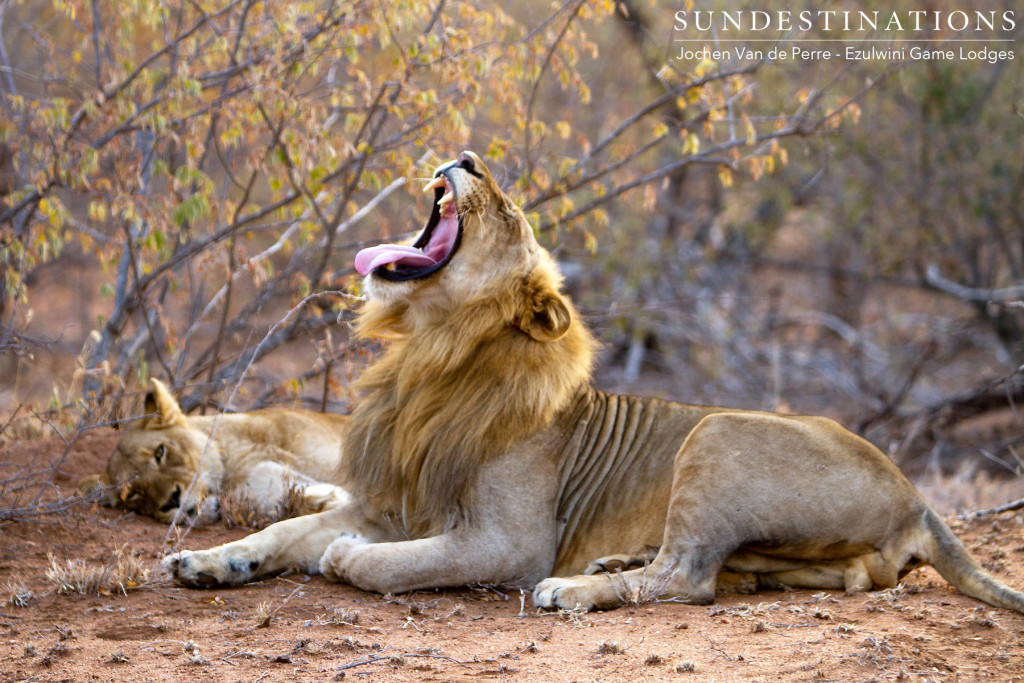 Singwe Pride mating pair