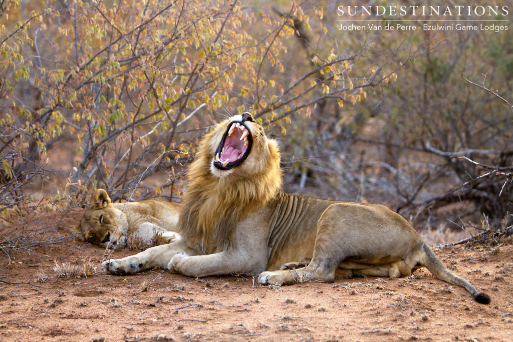 Singwe Pride mating pair near Ezulwini Billy's Lodge